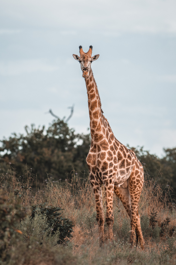 Giraffe near Chobe Hideway